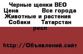 Черные щенки ВЕО › Цена ­ 5 000 - Все города Животные и растения » Собаки   . Татарстан респ.